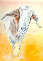 Goat