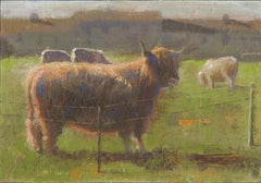 Highland Cattle at Kearney