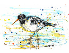 Original - The Ireland Collection - Oystercatcher