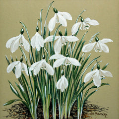 Snowdrops 5