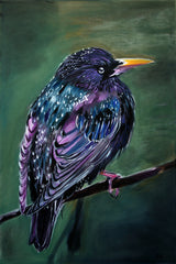 Starling
