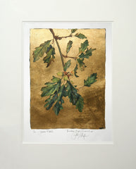 The Lost Words - Acorn Premium Edition Artist Proof Unframed