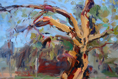 An Ancient Olive Tree In Calenzana, Corsica