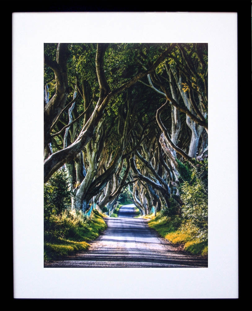 The Dark Hedges Black Frame 30x40