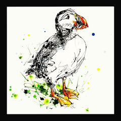 Print Open Edition Animals - Atlantic Puffin -30 x 30-Black Box Frame (No Mount)