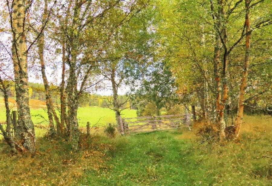 Other - Autumn at Birch Lane