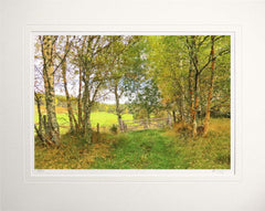 Other - Autumn at Birch Lane Unframed 60x47.5