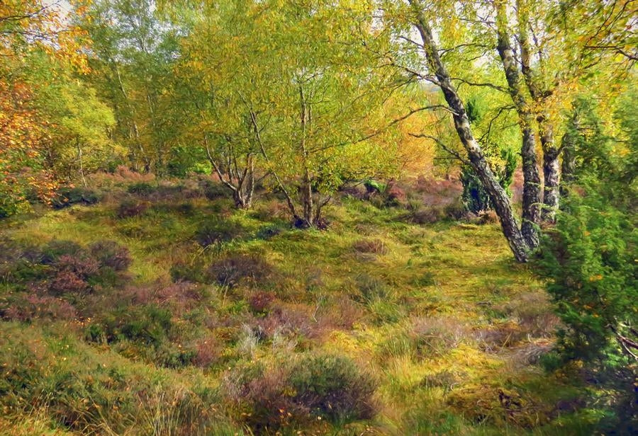 Other - Autumn Forest's Edge