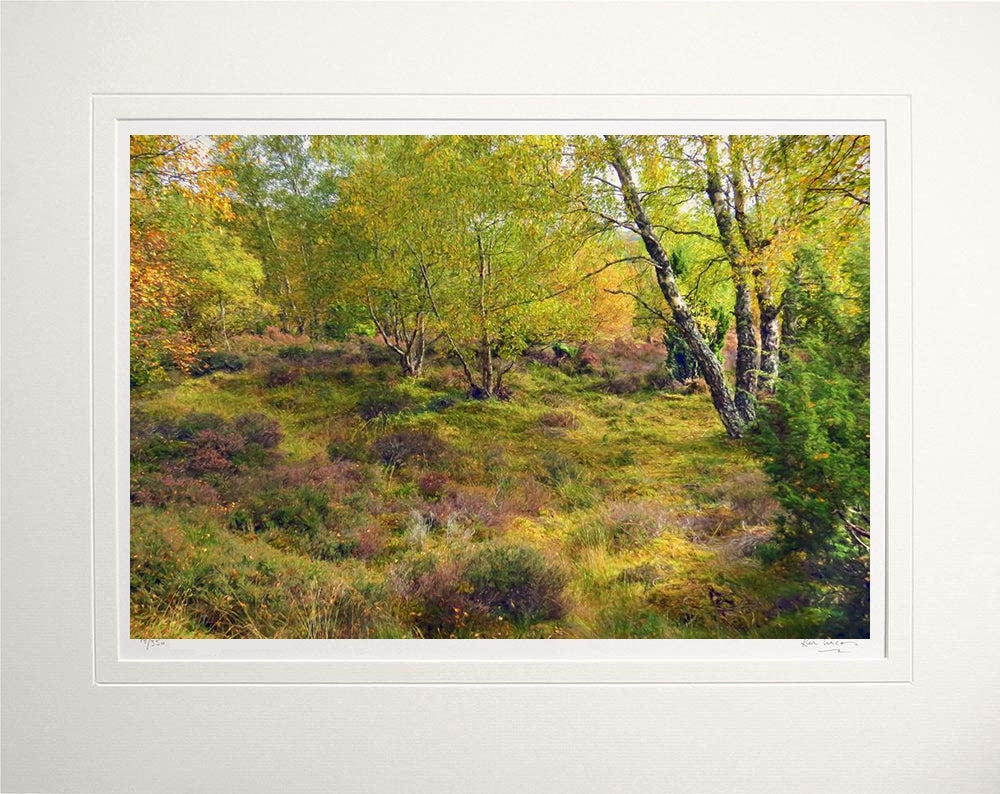 Other - Autumn Forest's Edge Unframed 60x47.5