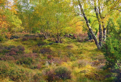 Other - Autumn Forest's Edge