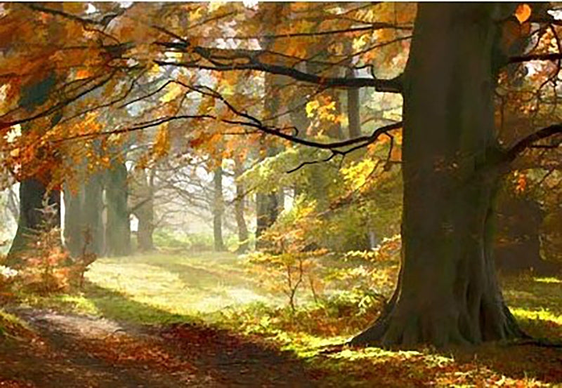 Co Down - Autumn Glade Clandeboye