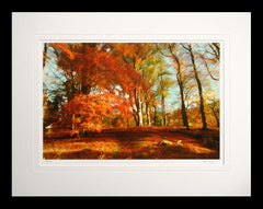 Co Down - Autumn Sun Clandeboye Flat Black Frame