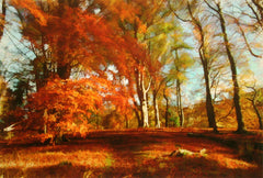 Co Down - Autumn Sun Clandeboye