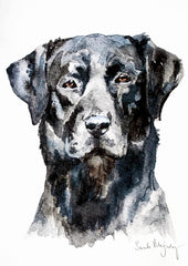 Animals Dog - Black Labrador Unframed