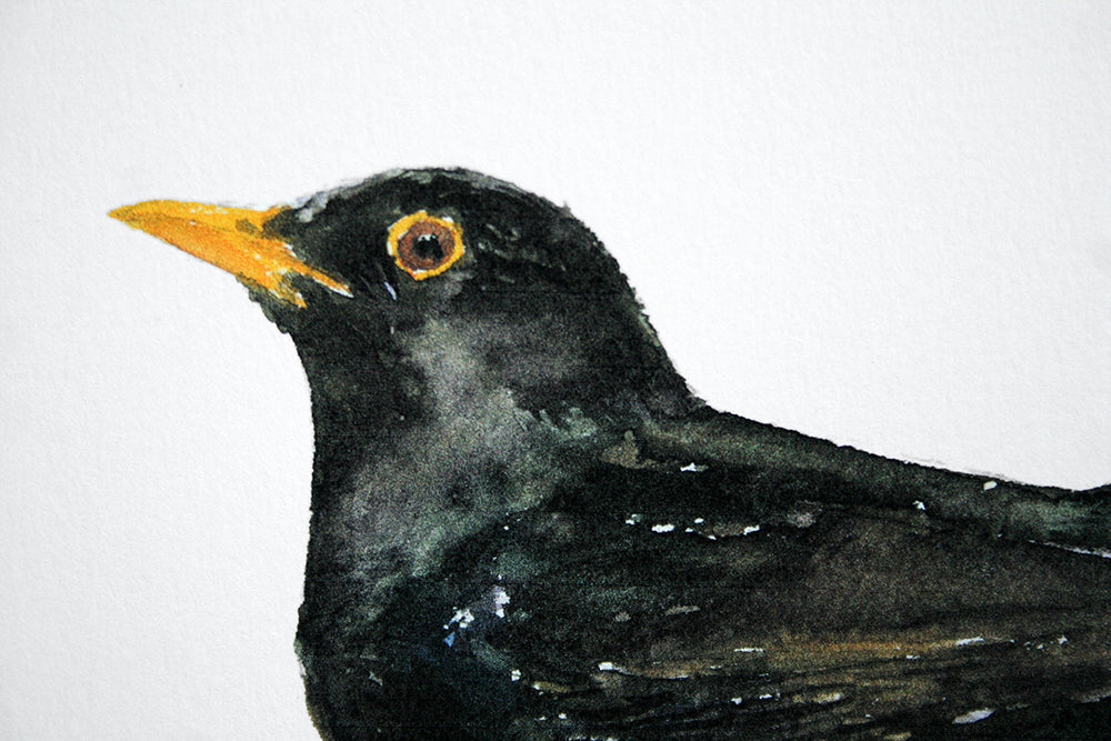 Animals Bird - Blackbird
