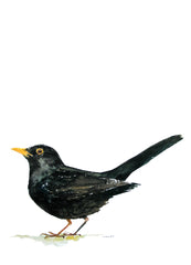 Animals Bird - Blackbird Unframed