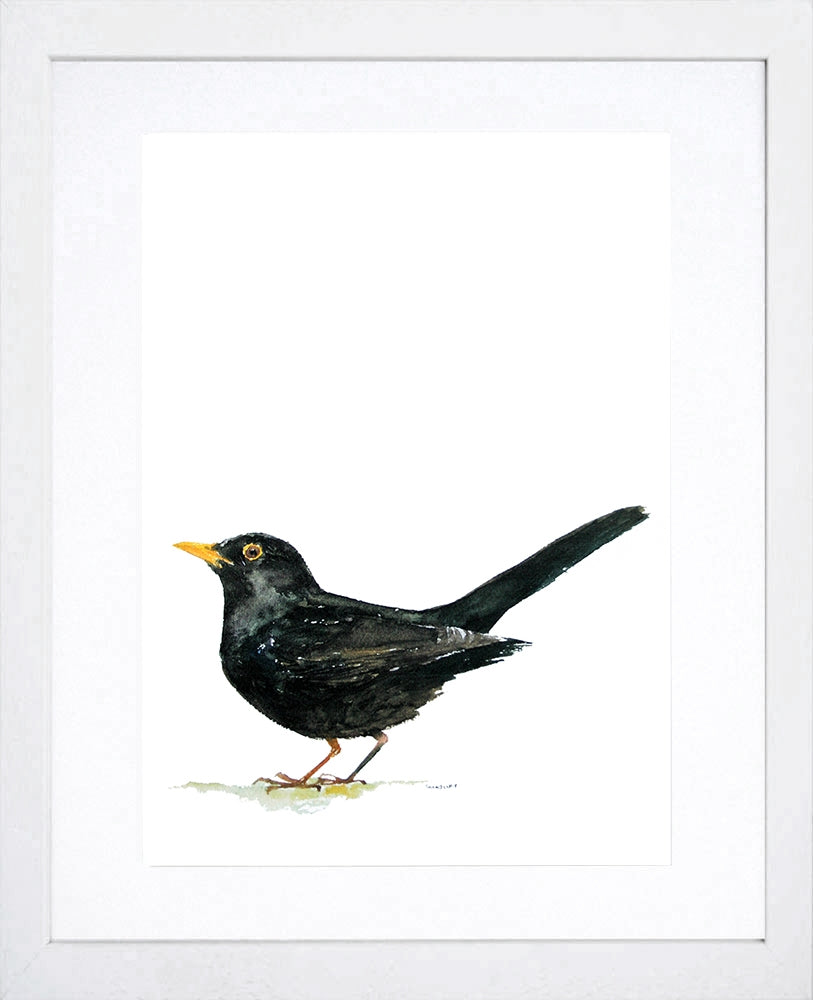Animals Bird - Blackbird White Frame