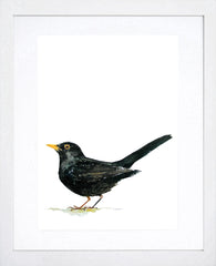 Animals Bird - Blackbird White Frame