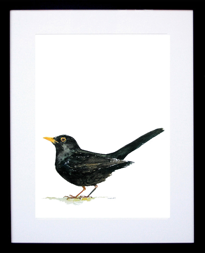Animals Bird - Blackbird Black Frame