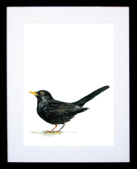 Animals Bird - Blackbird Black Frame