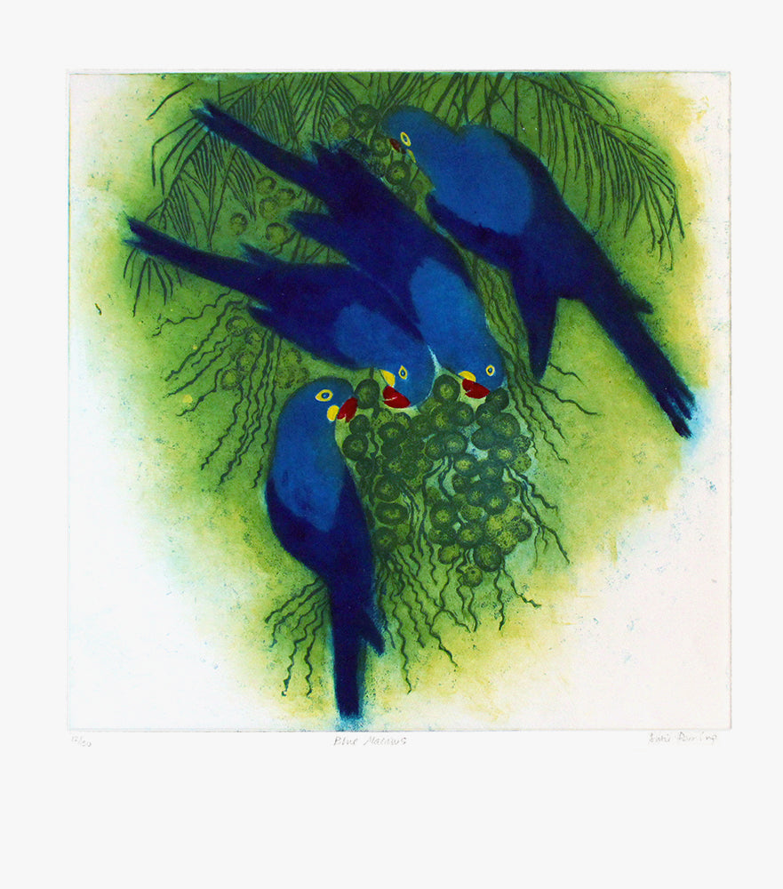 Blue Macaws Unframed