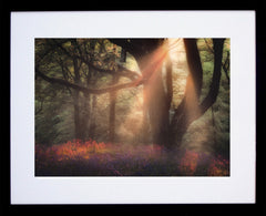 Bluebells At Sunset, Redburn Forest Black Frame