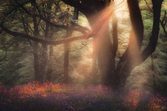 Bluebells At Sunset, Redburn Forest Unframed