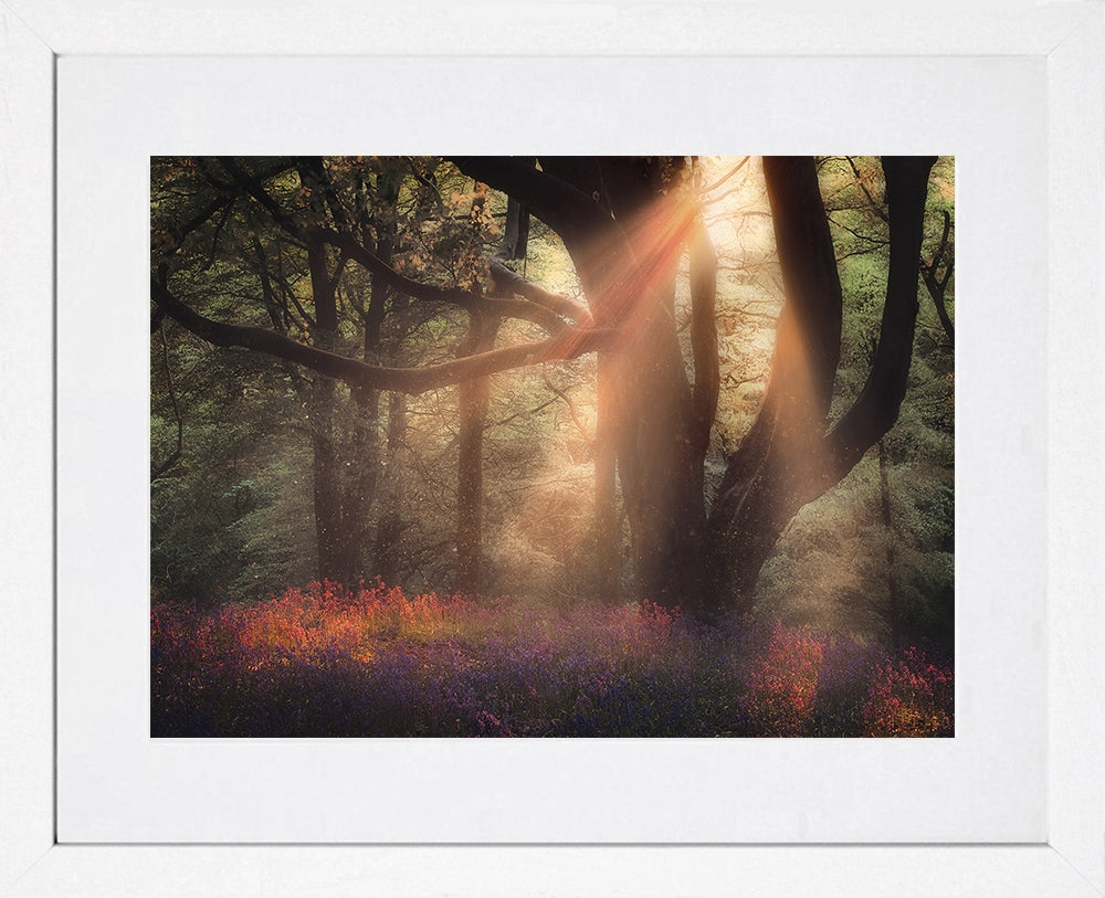 Bluebells At Sunset, Redburn Forest White Frame