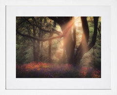 Bluebells At Sunset, Redburn Forest White Frame