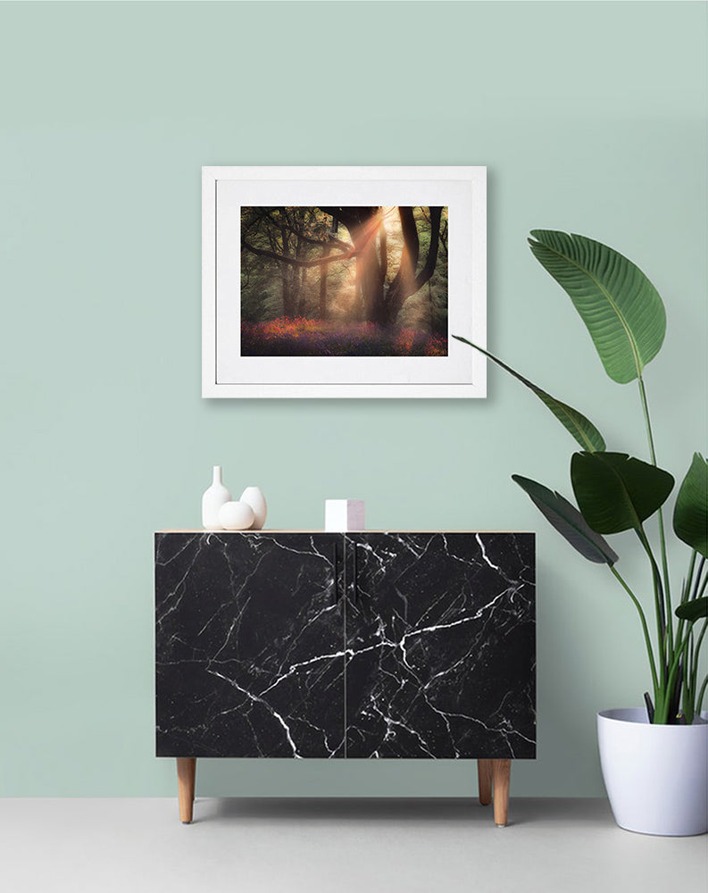 Bluebells At Sunset, Redburn Forest