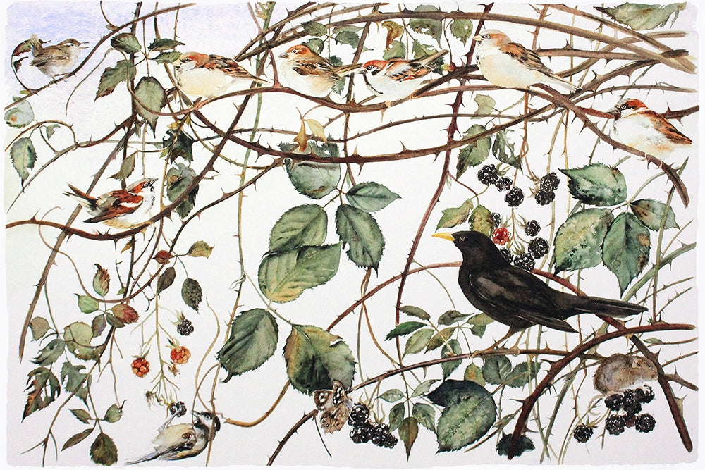 The Lost Words - Bramble