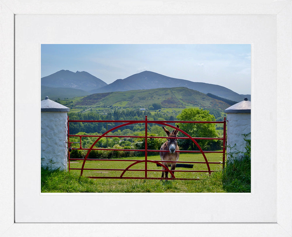 Mournes - Brandy The Donkey Frame White