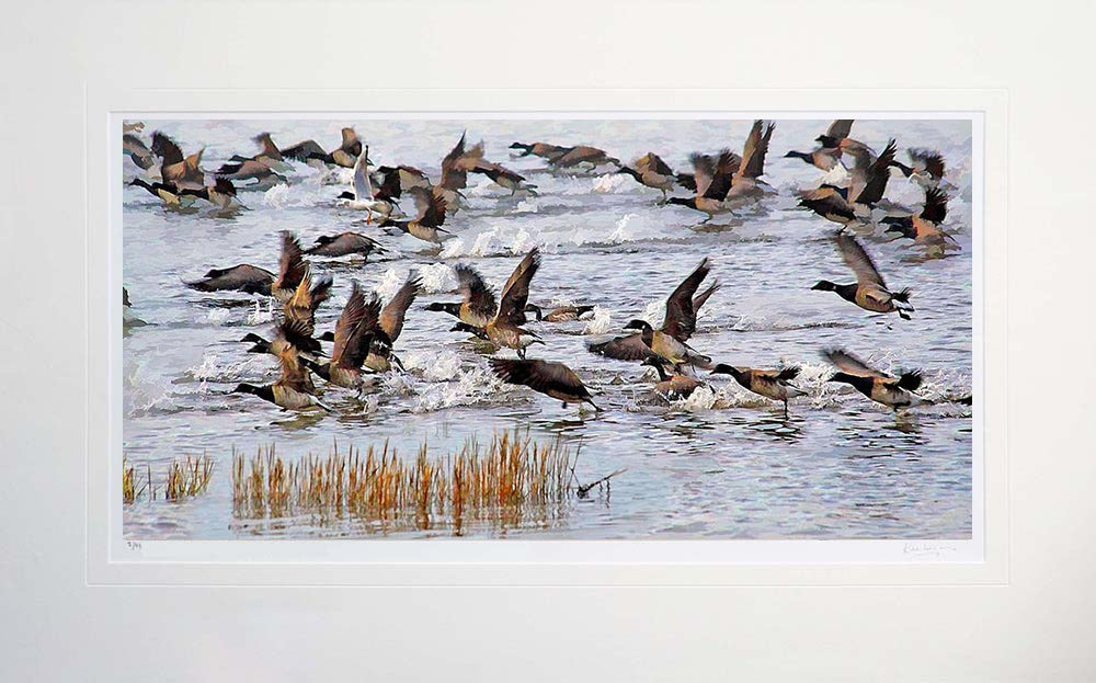 Co Down - Brent Geese Strangford Lough Unframed 71x45