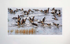 Co Down - Brent Geese Strangford Lough Unframed 71x45