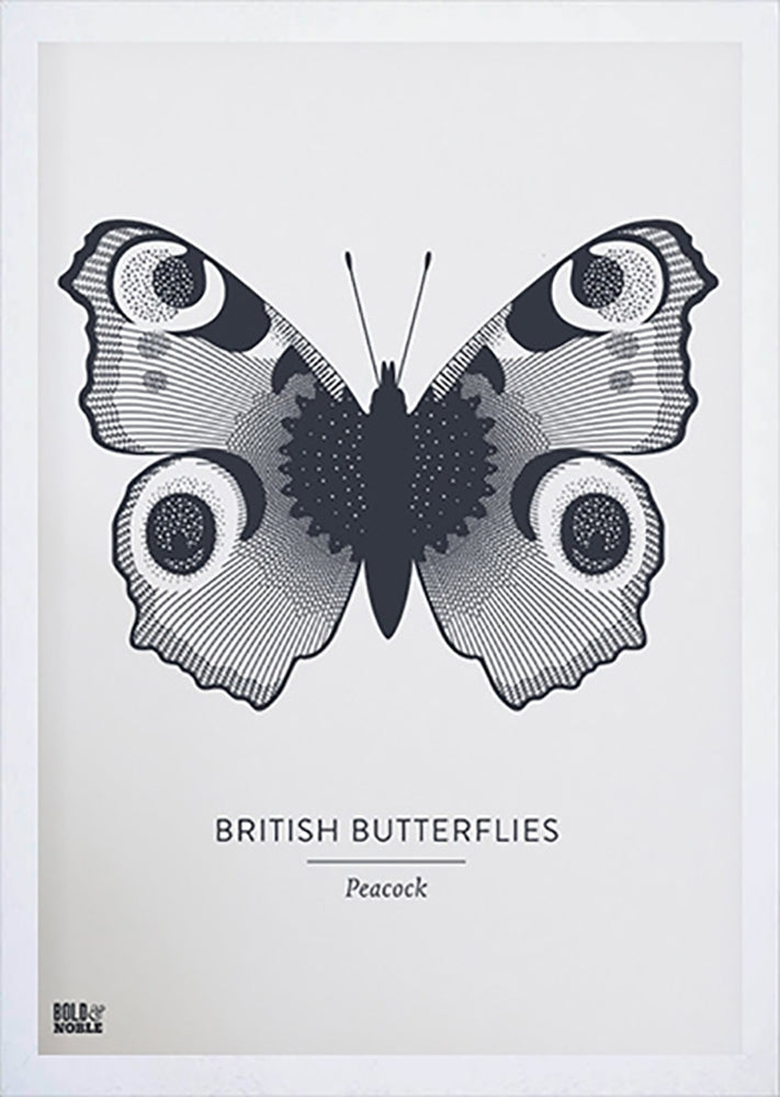 Nature - British Butterflies Peacock in Slate Frame White