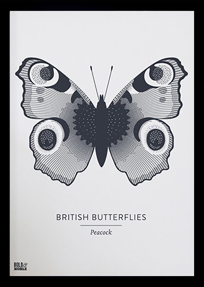 Animals - British Butterflies Peacock in Slate Black Frame