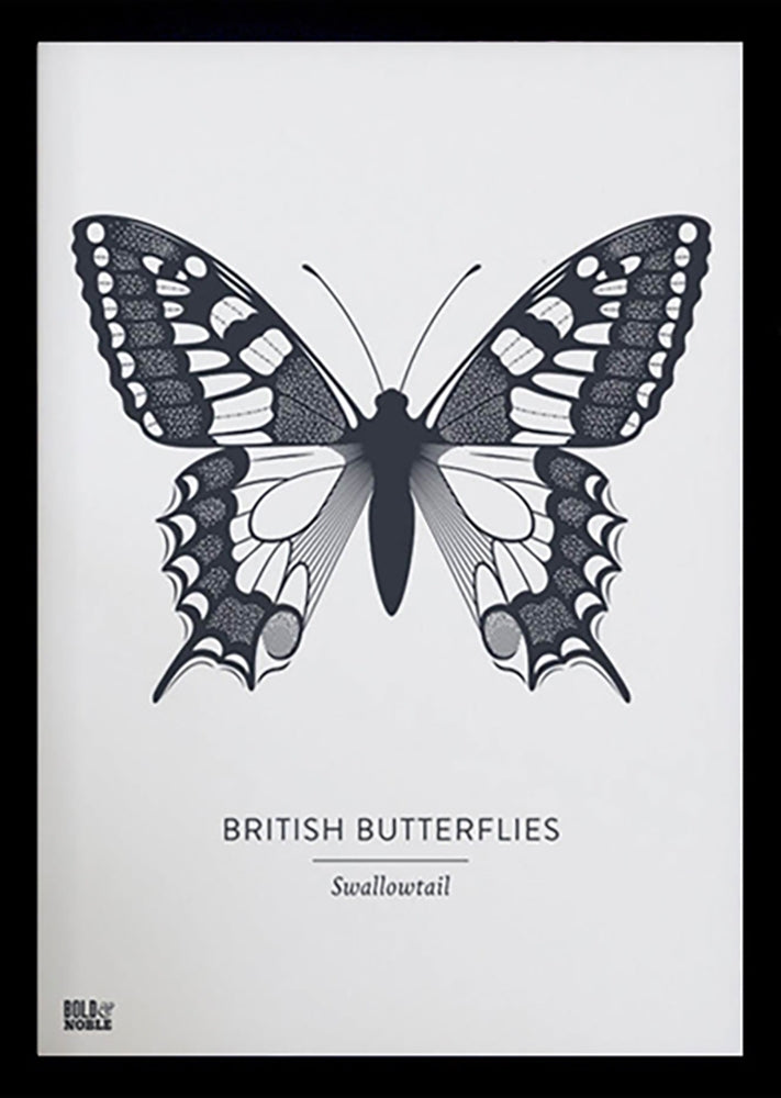 Animals - British Butterflies Swallowtail in Slate Black frame