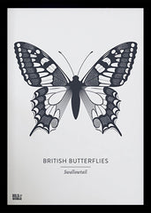 Animals - British Butterflies Swallowtail in Slate Black frame