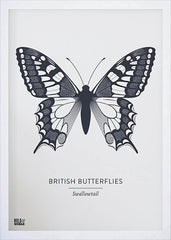 Nature - British Butterflies Swallowtail in Slate Frame White