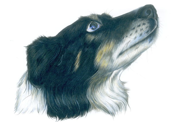 Sandy Collie Unframed