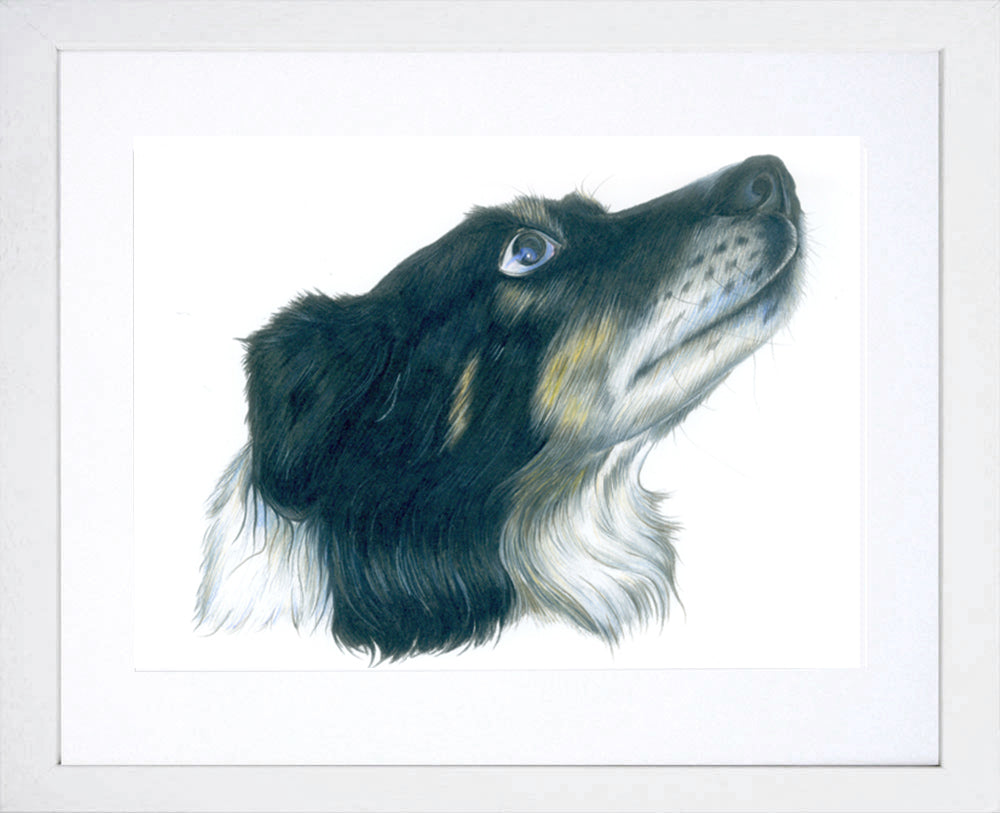 Sandy Collie White Frame