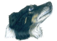 Sandy Collie Unframed