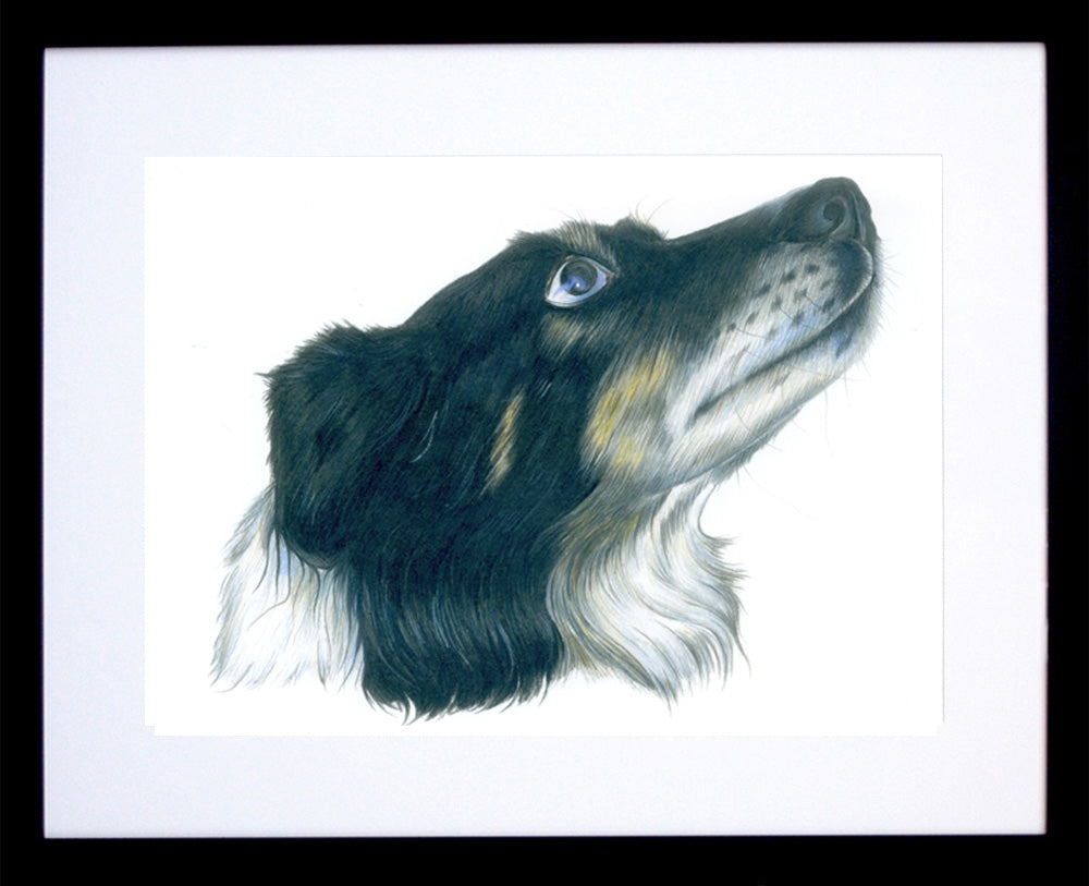 Sandy Collie Framed