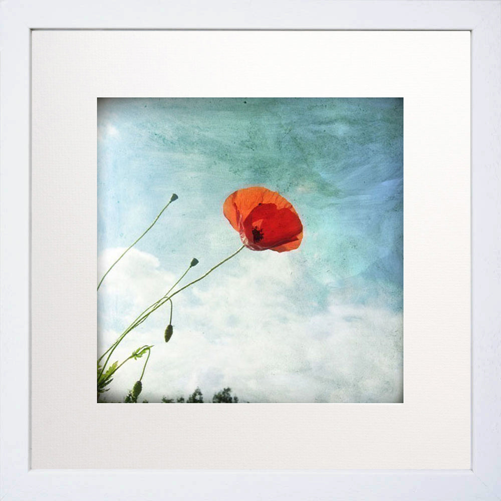 Coquelicot White Frame