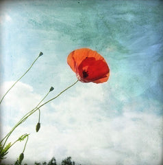 Coquelicot