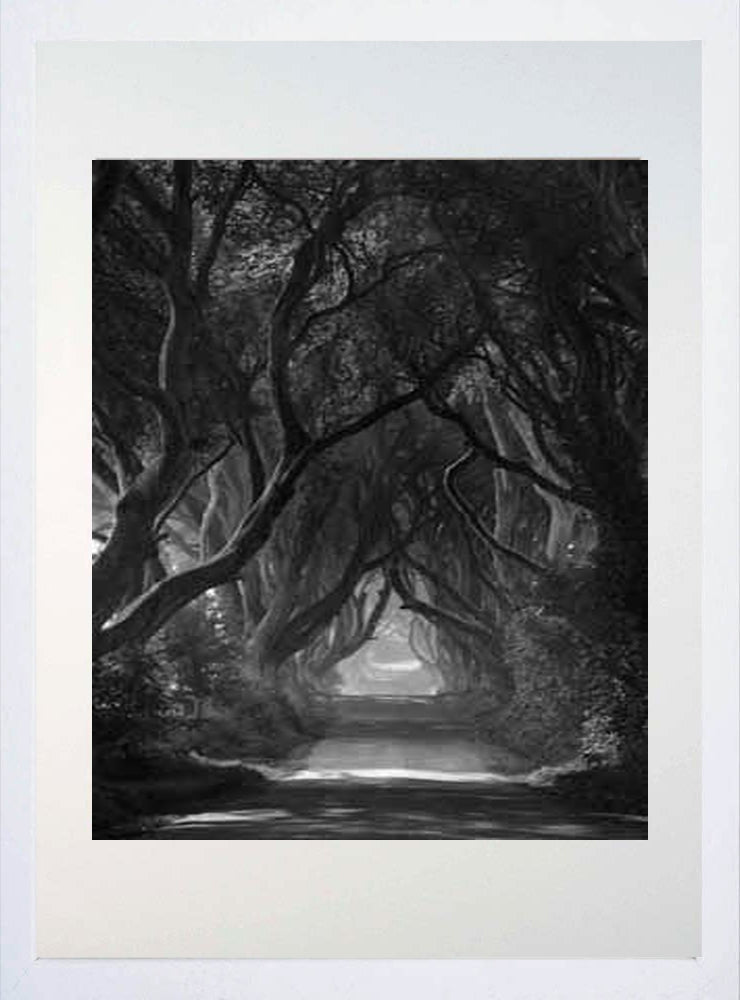Co Antrim - Dark Hedges Mist Clearing Mono White Box Frame 40x50