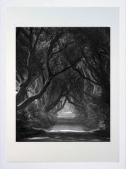Co Antrim - Dark Hedges Mist Clearing Mono White Box Frame 40x50