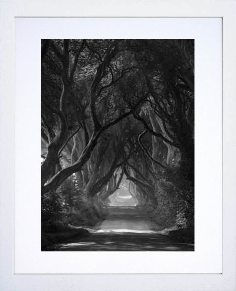 Co Antrim - Dark Hedges Mist Clearing Mono White Box Frame 30X40