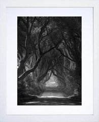 Co Antrim - Dark Hedges Mist Clearing Mono White Box Frame 30X40