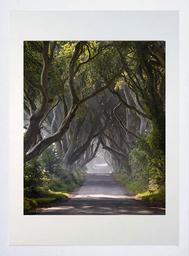 Co Antrim - Dark Hedges Mist Clearing Colour White Box Frame 40x50